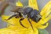Osmia latreillei
